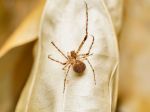 Na Slovensku našli tri netypické druhy pavúkov