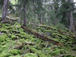 Dve chránené lokality v Nízkych Tatrách podľa ochranárov ohrozuje ťažba dreva
