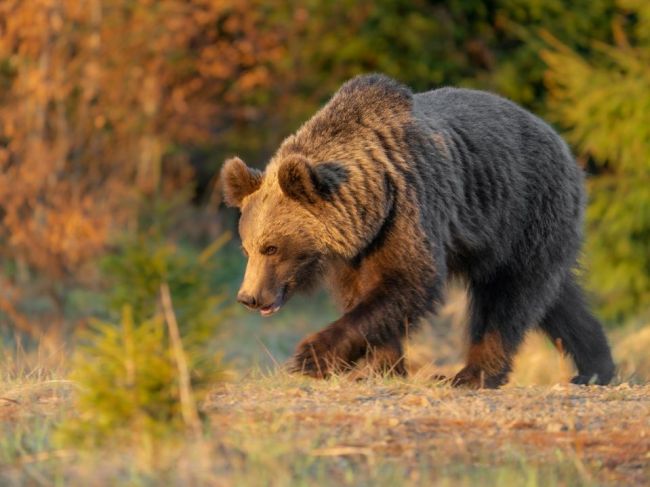 Na ruskom Ďalekom východe zahynul muž po útoku medveďa