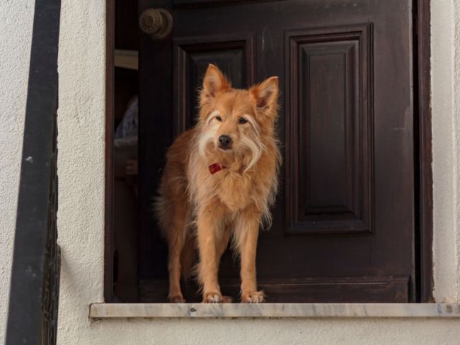 Ako utíšiť psa pri návšteve? Vyskúšajte tento trik