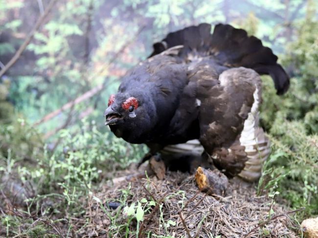 Ochranári žiadajú zákaz ťažby v biotopoch hlucháňa na Muránskej planine