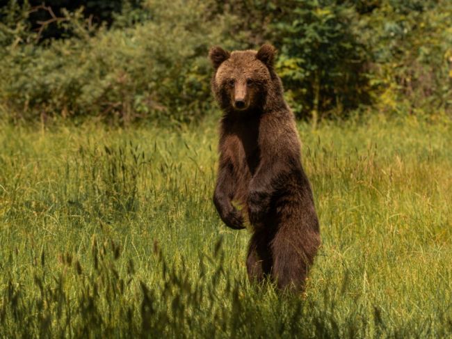 Na cyklotrase spozorovali medveďa, samospráva varuje občanov