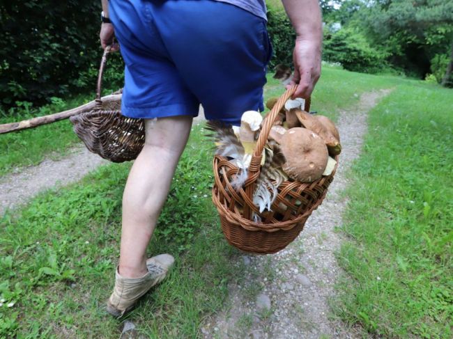 Po požití jedovatých húb hrozí postihnutie pečene, tieto znaky nezanedbajte