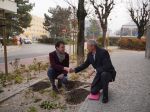 Ulicu M. R. Štefánika v Žiline skrášlia tulipány odrody „Slovensko“