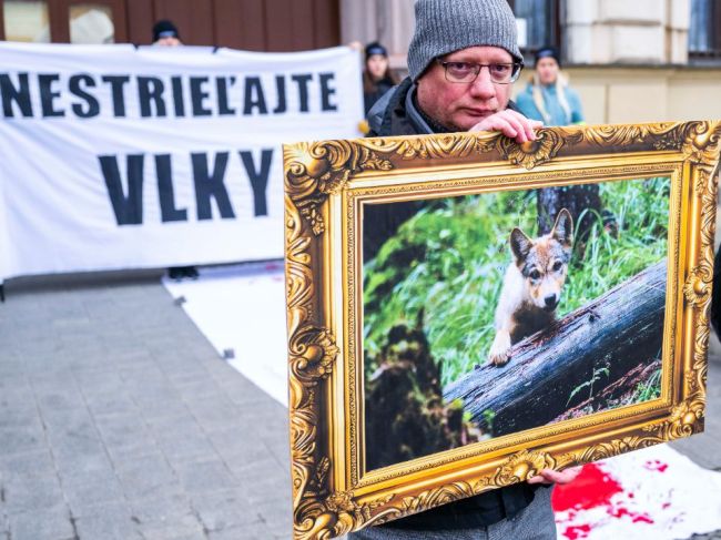 Ministerstvo životného prostredia tvrdí, že povolenie lovu vlka má prísne podmienky a nie je bezbrehé