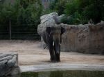 Slony nemôžu žiadať prepustenie zo zoo, lebo nie sú osobami, rozhodol súd v USA