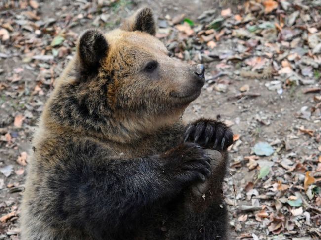 Reštaurácia predávala jedlá z medveďa, dostala pokutu