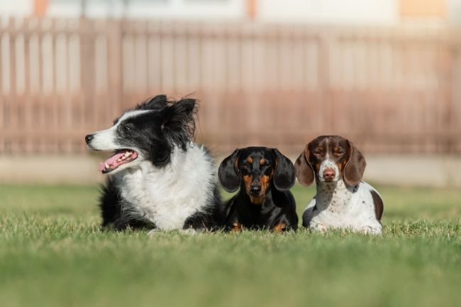 Veterinár varuje: Tieto plemená psov vás budú stáť veľa peňazí a času