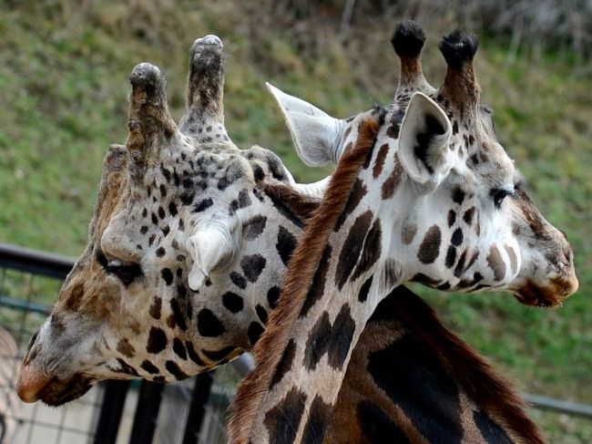 V zoo v Bratislave uhynula samica žirafy Rothschildovej