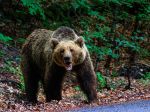 Poľovník pred súdom kvôli zastrelenej medvedici: Údajne konal v sebaobrane