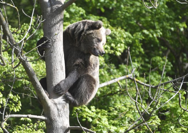 Národný park Malá Fatra uzavrel po medveďom útoku pri Šútove turistický chodník