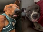 Veterinárka varuje: Ak toto robí váš pes počas spánku, nesmiete ho rušiť