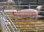 Agrorezort rieši situáciu s umiestnením ošípaných zo zasiahnutých oblastí na trh