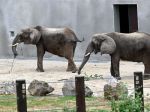 Bojnickú zoologickú záhradu od pondelka opätovne otvoria