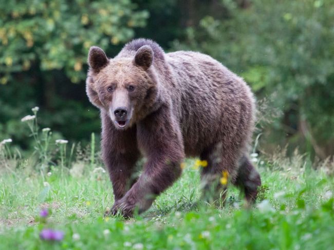 Polícia varuje pred medveďom: Prechádzky v tejto oblasti si rozmyslite!