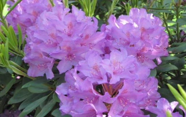 V arboréte vo Zvolene možno cez víkend obdivovať krásu rozkvitnutých rododendronov