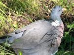 Hliadka zachránila zraneného holuba, nachádzal sa na školskom dvore