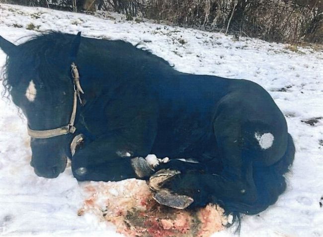 Za týranie koňa hrozí 65-ročnému mužovi trojročné väzenie