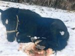 Za týranie koňa hrozí 65-ročnému mužovi trojročné väzenie