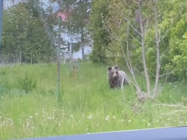 Video: Muža pred medveďom zachránili okoloidúci