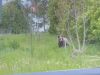 Video: Muža pred medveďom zachránili okoloidúci