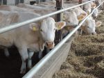 Agropodnikateľ Tĺčik previezol v 90. rokoch na Slovensko embryá bezrohých kráv