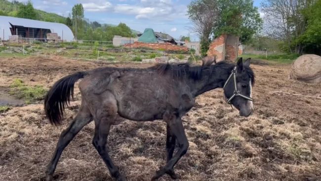 Otrasný prípad chovu zvierat: Veterinári našli týrané kone, mŕtve psy a dobytok v rozklade