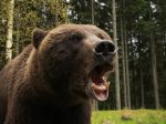 Zrážka auta s medveďom: Zviera ušlo do lesa, môže byť nebezpečné